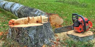 Best Emergency Tree Removal  in La Plata, MO