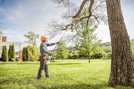 Best Tree Cabling and Bracing  in La Plata, MO