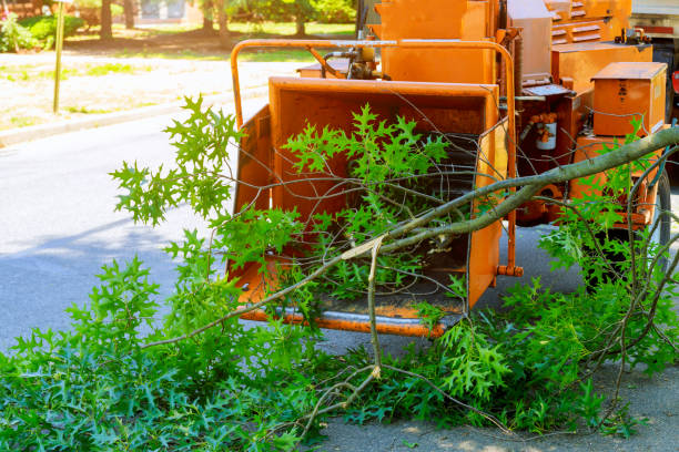 Best Soil Testing and Treatment  in La Plata, MO