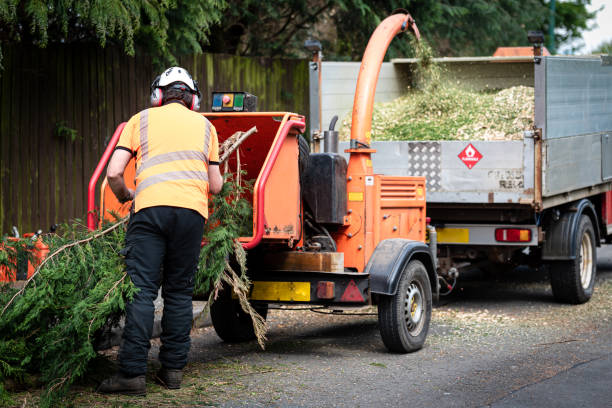 Best Lawn Drainage Solutions  in La Plata, MO