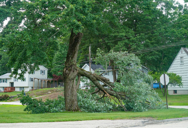  La Plata, MO Tree Services Pros