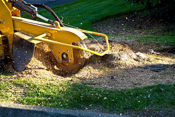 Best Palm Tree Trimming  in La Plata, MO